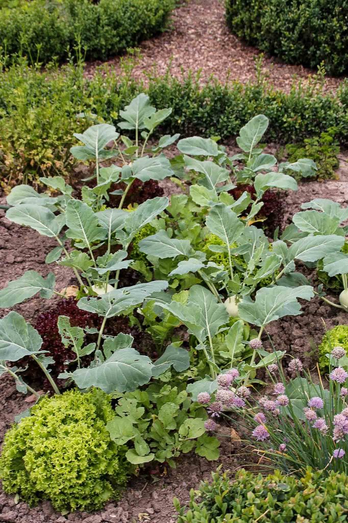 Kohlrabi im buchsgesäumten Gemüsebeet