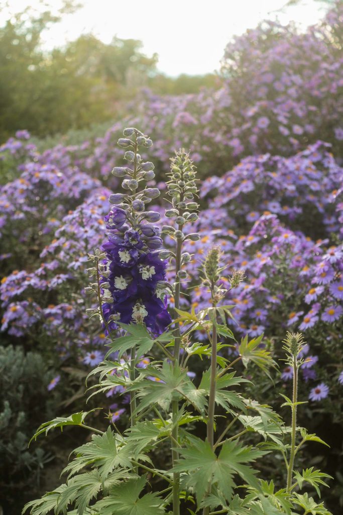 Zweite Blüte des Rittersporn und Astern