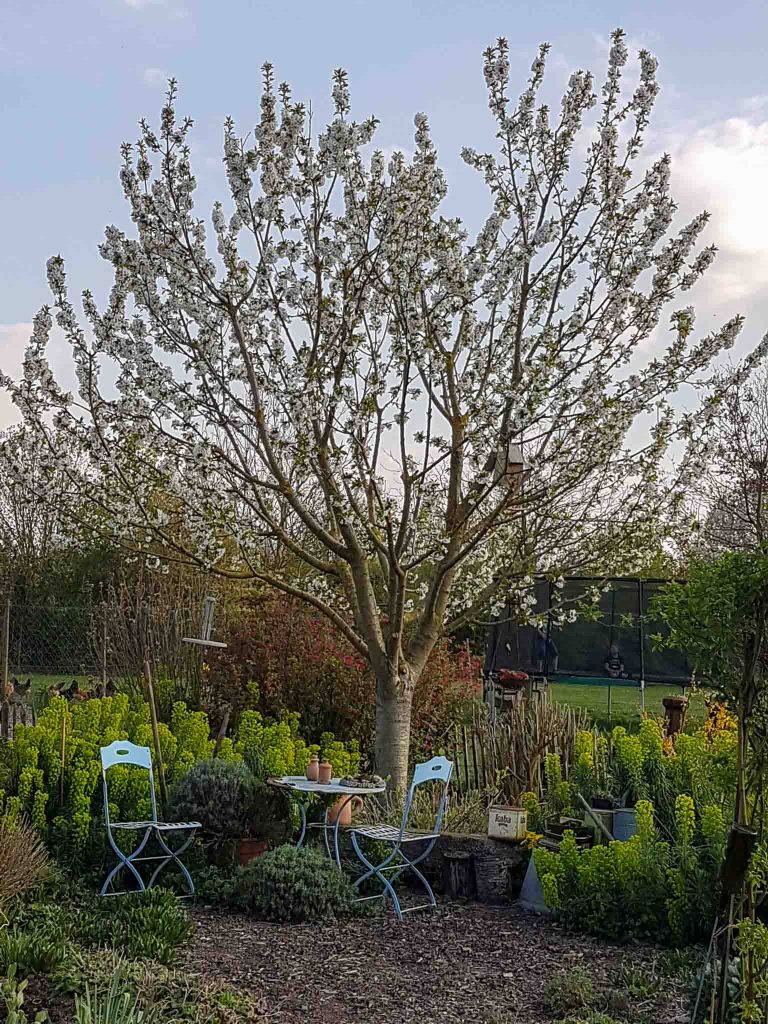 Sitzecke mit Wulfens Wolfsmilch Euphorbia characias subsp. wulfenii