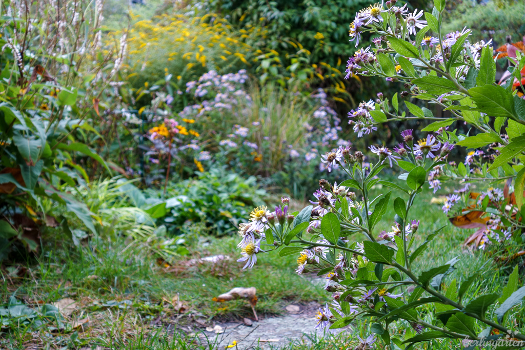 Garten planen: Szene Aster ageratoides 'Asran'