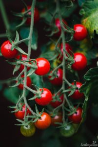 Honigtomate
