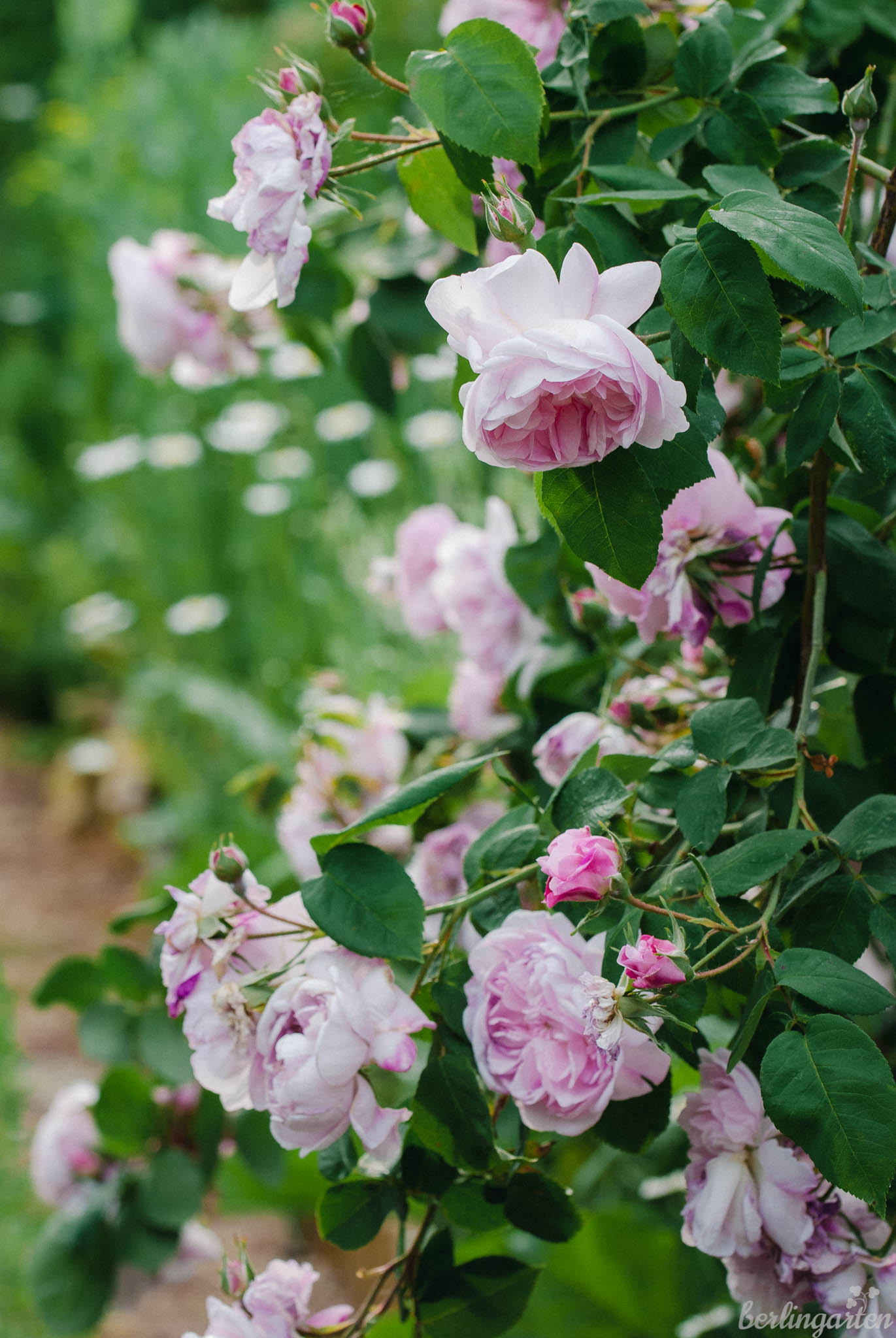 Rose Fantin Latour