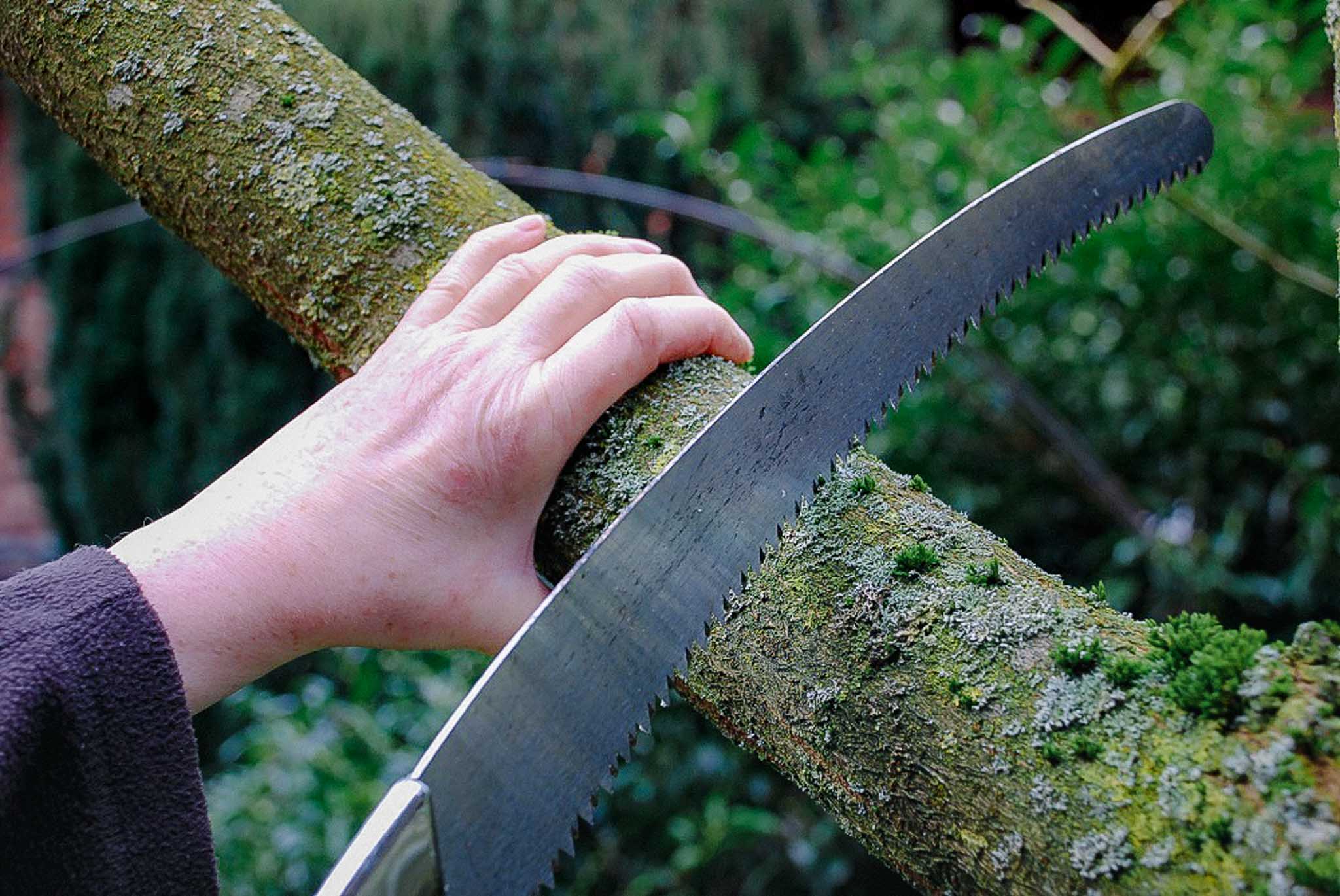 Gutes Werkzeug wie diese Säge ist für den Baumschnitt unerlässlich