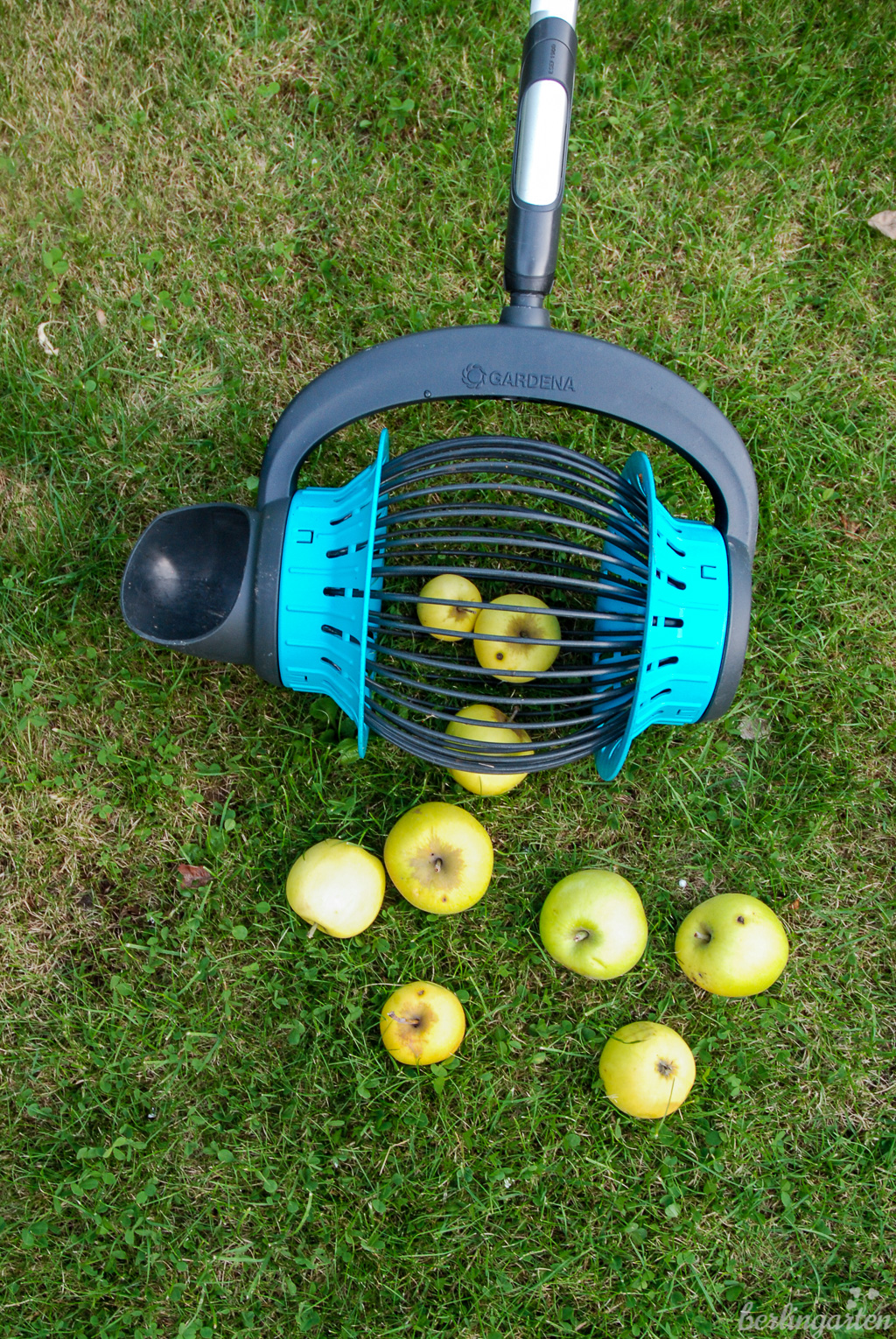 Beim Drüberrollen nimmt der GARDENA Rollsammler das Obst auf